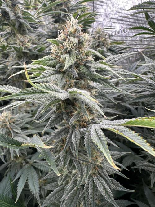 Papaya Cooler 😎. Week 12