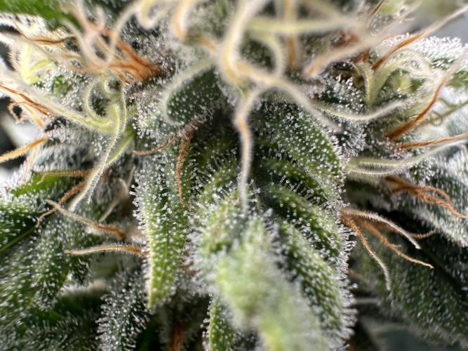 Papaya Cooler 😎. Week 12