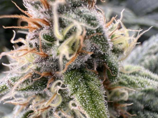 Papaya Cooler 😎. Week 12