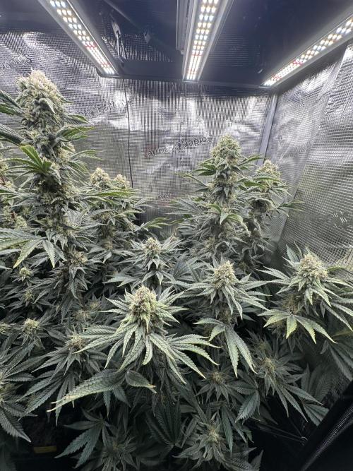 Papaya Cooler 😎. Week 12