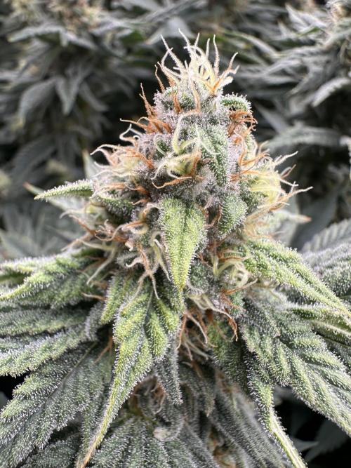 Papaya Cooler 😎. Week 12