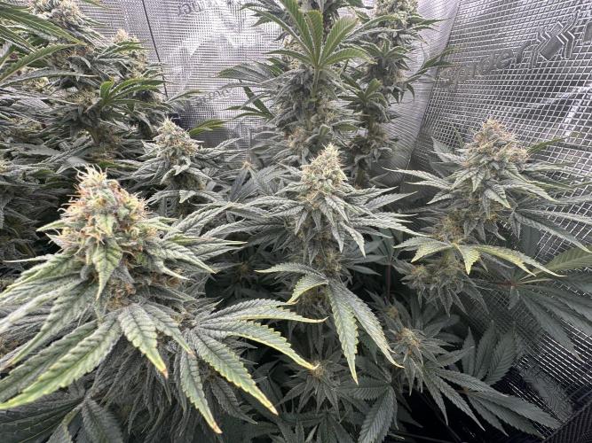 Papaya Cooler 😎. Week 12