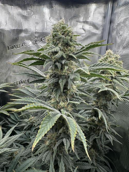 Papaya Cooler 😎. Week 12