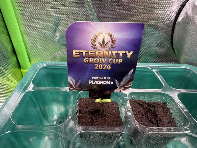 Sticky Broccoli 🥦 Eternity GrowCup. Week 0