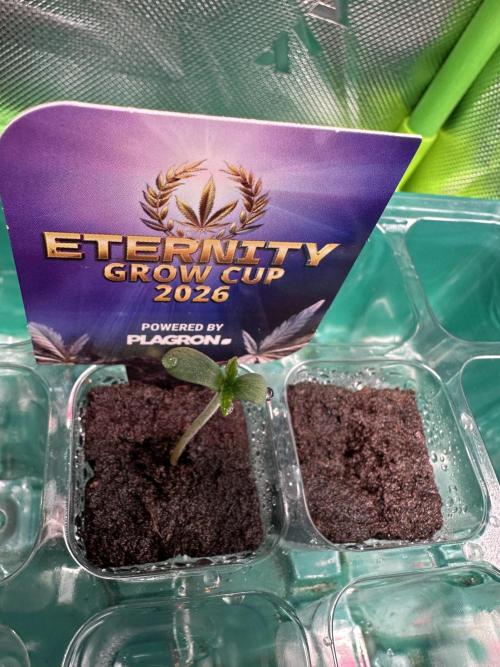 Sticky Broccoli 🥦 Eternity GrowCup. Week 1