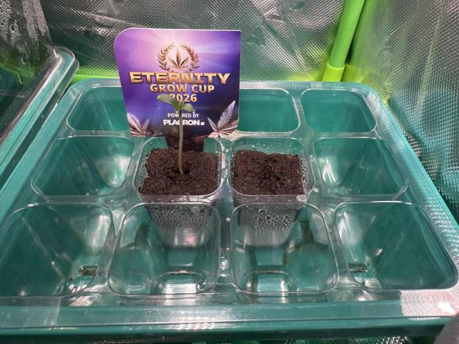 Sticky Broccoli 🥦 Eternity GrowCup. Week 1