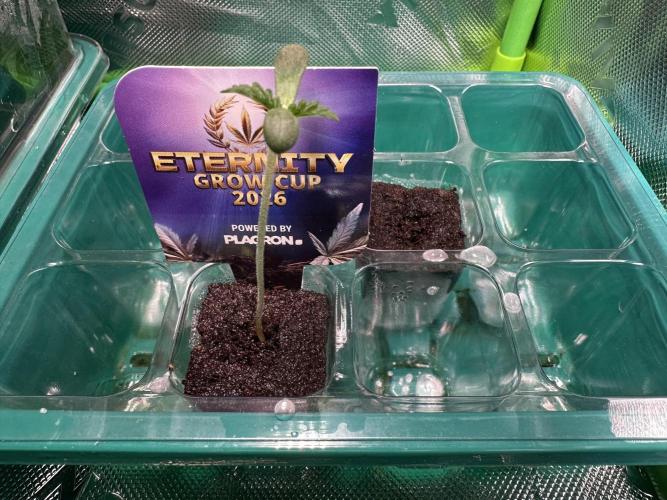 Sticky Broccoli 🥦 Eternity GrowCup. Week 1