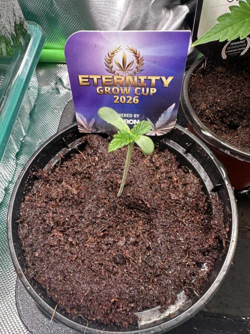 Sticky Broccoli 🥦 Eternity GrowCup. Week 1
