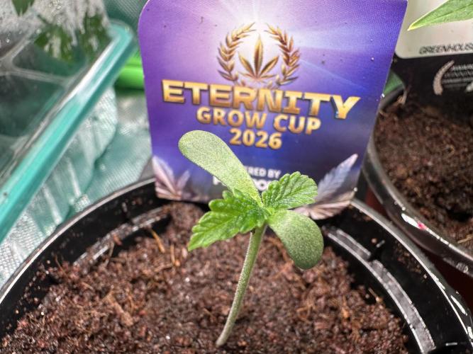Sticky Broccoli 🥦 Eternity GrowCup. Week 1