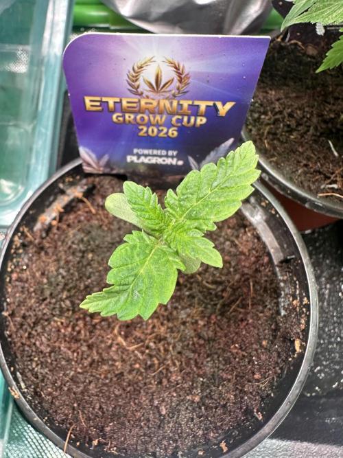 Sticky Broccoli 🥦 Eternity GrowCup. Week 2