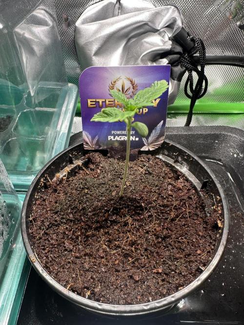 Sticky Broccoli 🥦 Eternity GrowCup. Week 2