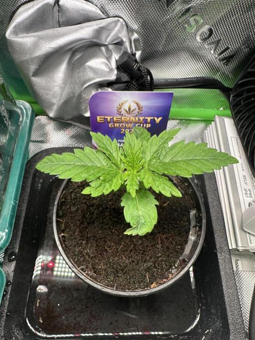 Sticky Broccoli 🥦 Eternity GrowCup. Week 2