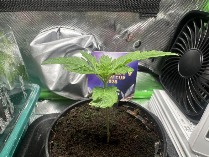 Sticky Broccoli 🥦 Eternity GrowCup. Week 2