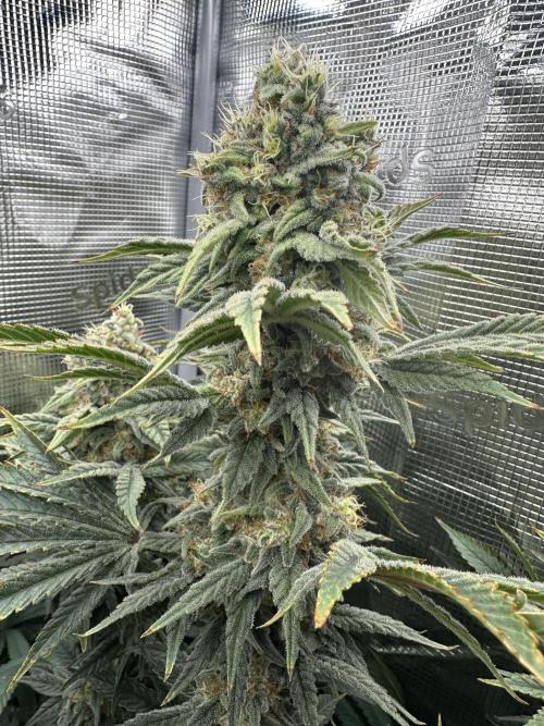 Papaya Cooler 😎. Week 13