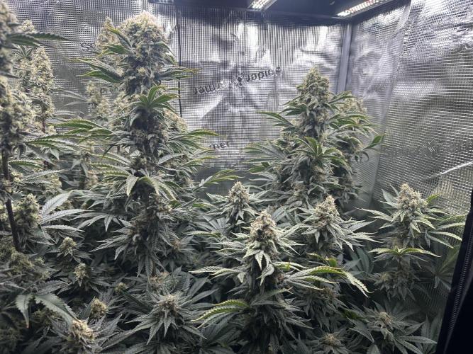 Papaya Cooler 😎. Week 13