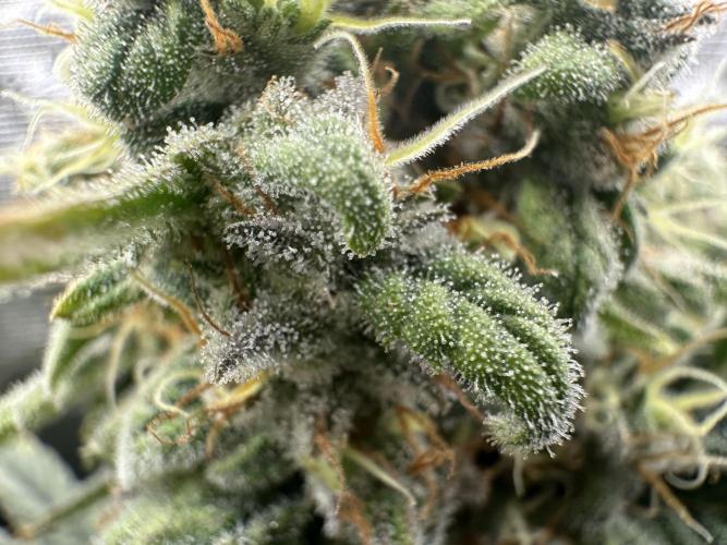 Papaya Cooler 😎. Week 13