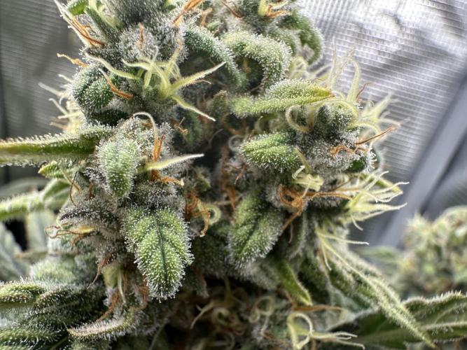 Papaya Cooler 😎. Week 13