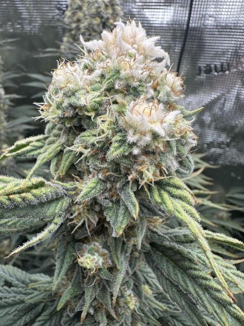 Papaya Cooler 😎. Week 13