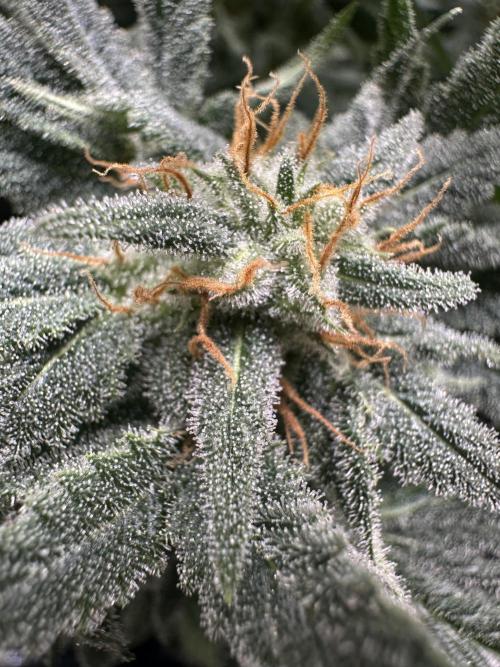 Papaya Cooler 😎. Week 13