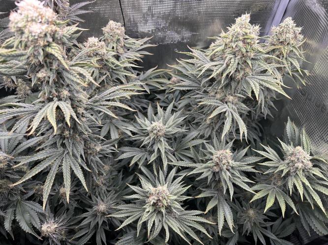 Papaya Cooler 😎. Week 13