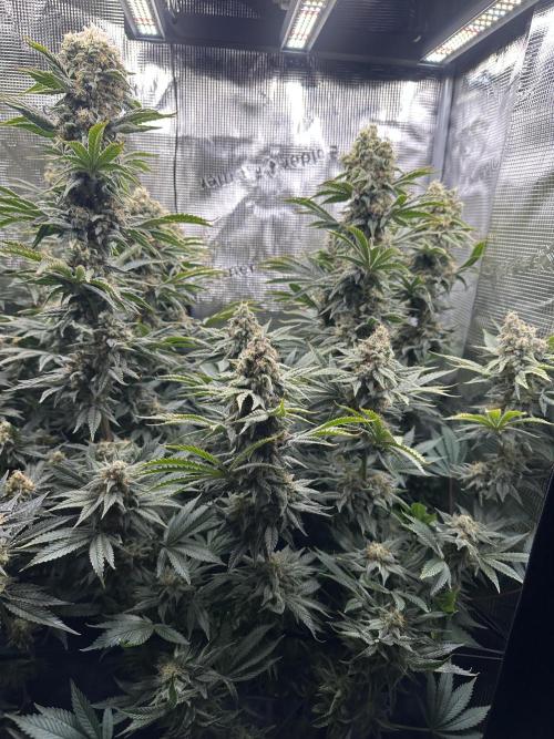 Papaya Cooler 😎. Week 14