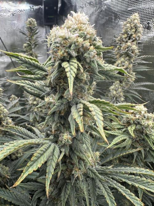 Papaya Cooler 😎. Week 14