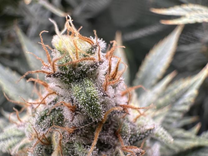 Papaya Cooler 😎. Week 14