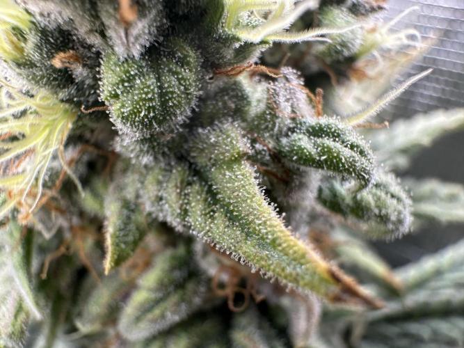 Papaya Cooler 😎. Week 14