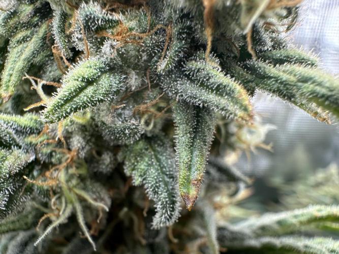 Papaya Cooler 😎. Week 14