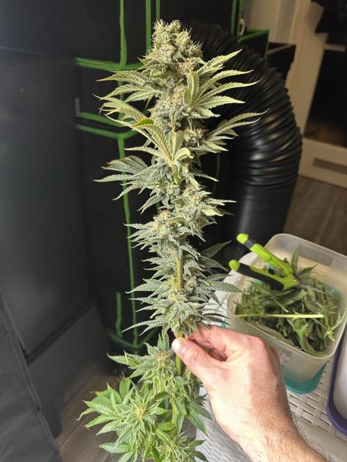 Papaya Cooler 😎. Week 14