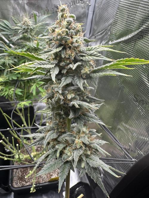 Papaya Cooler 😎. Week 14