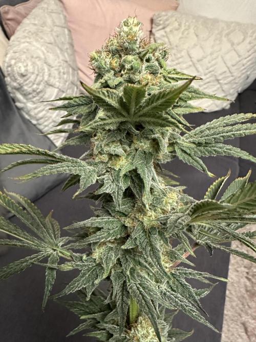 Papaya Cooler 😎. Week 14