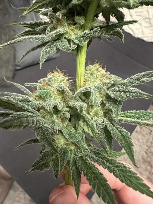 Papaya Cooler 😎. Week 14