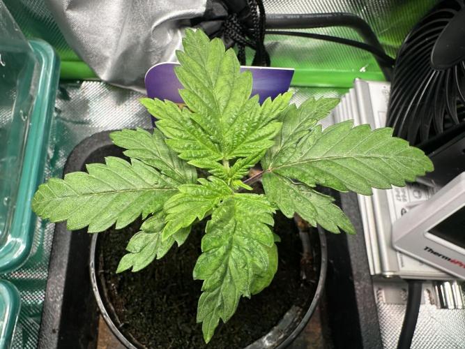 Sticky Broccoli 🥦 Eternity GrowCup. Week 3