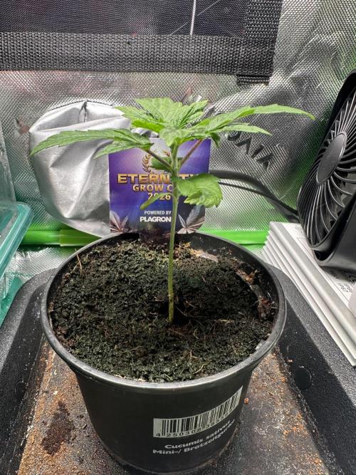 Sticky Broccoli 🥦 Eternity GrowCup. Week 3