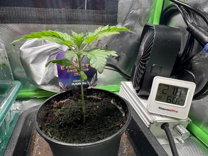 Sticky Broccoli 🥦 Eternity GrowCup. Week 3