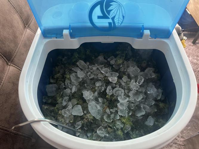 Papaya Cooler 😎. Week 14