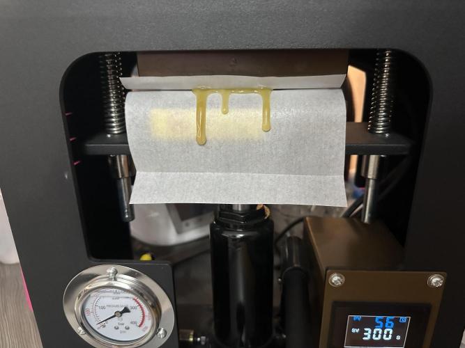 Papaya Cooler 😎. Week 14