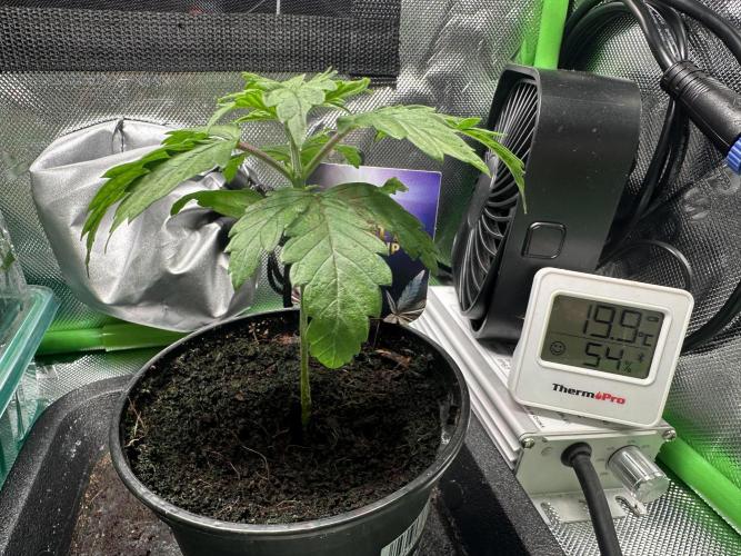 Sticky Broccoli 🥦 Eternity GrowCup. Week 4