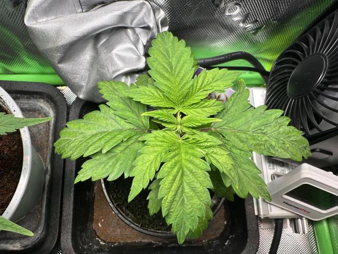 Sticky Broccoli 🥦 Eternity GrowCup. Week 4