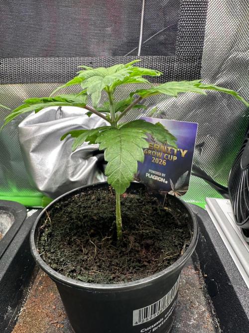 Sticky Broccoli 🥦 Eternity GrowCup. Week 4