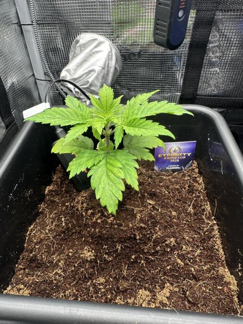 Sticky Broccoli 🥦 Eternity GrowCup. Week 5