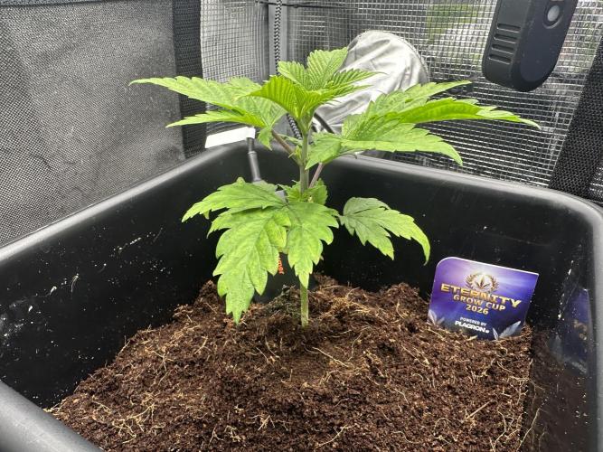 Sticky Broccoli 🥦 Eternity GrowCup. Week 5