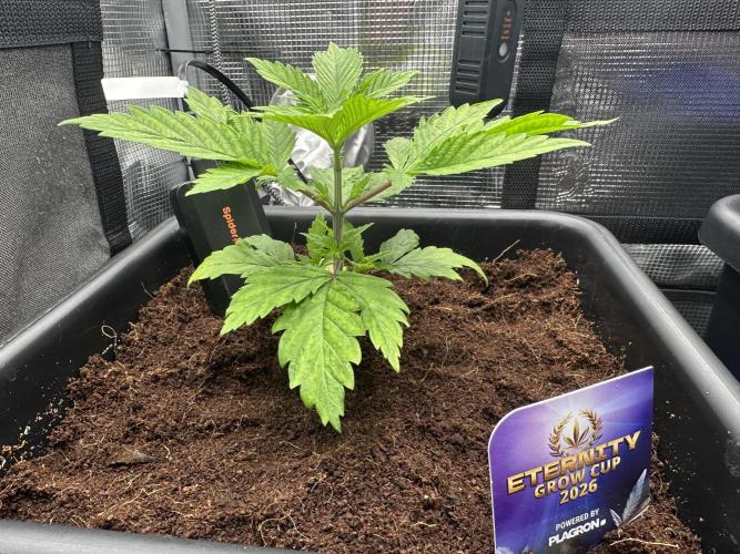 Sticky Broccoli 🥦 Eternity GrowCup. Week 5