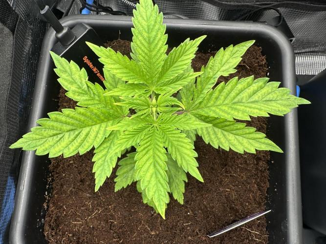 Sticky Broccoli 🥦 Eternity GrowCup. Week 5