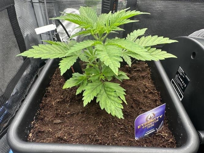 Sticky Broccoli 🥦 Eternity GrowCup. Week 6