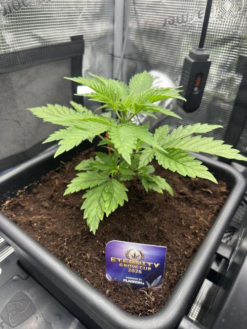 Sticky Broccoli 🥦 Eternity GrowCup. Week 6