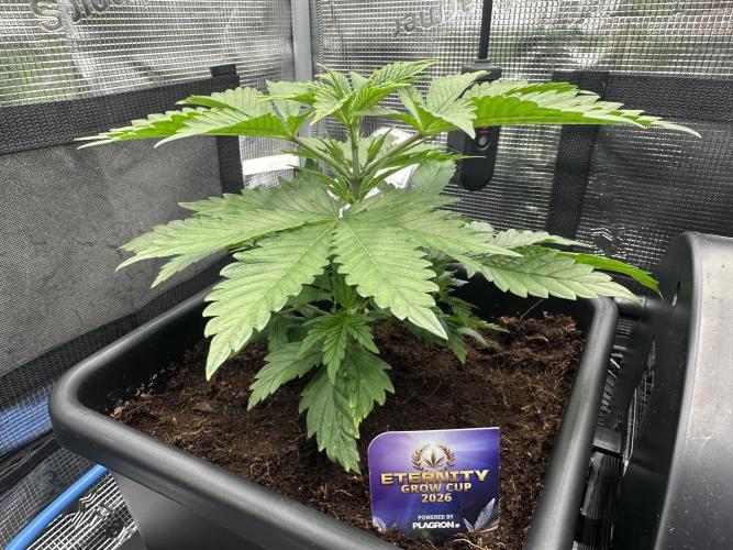 Sticky Broccoli 🥦 Eternity GrowCup. Week 6