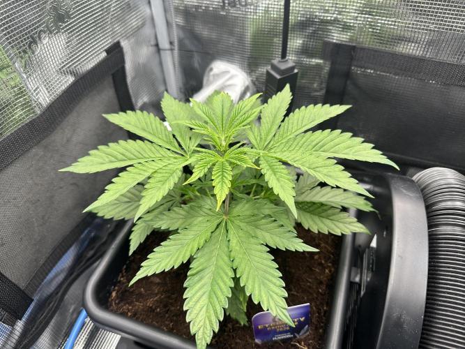 Sticky Broccoli 🥦 Eternity GrowCup. Week 6