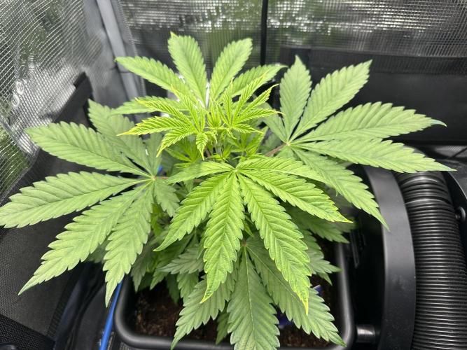 Sticky Broccoli 🥦 Eternity GrowCup. Week 7